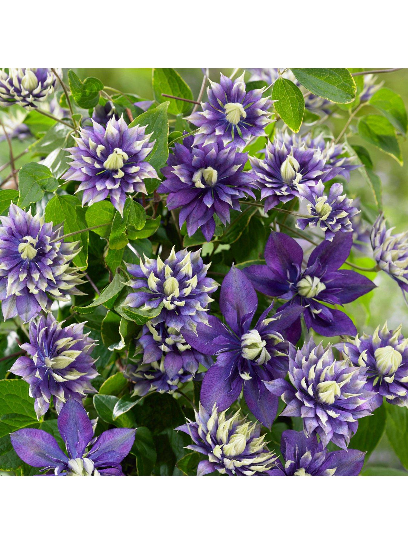  image of you-garden-clematis-taiga