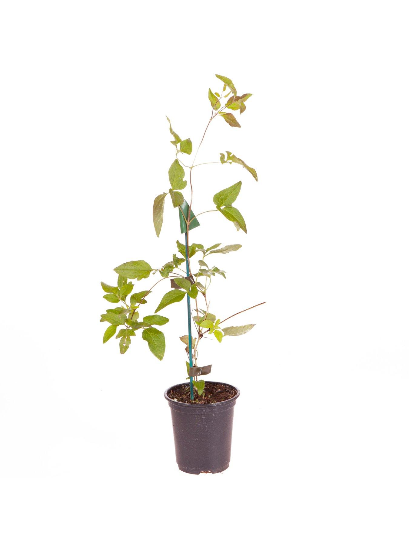  image of you-garden-clematis-taiga