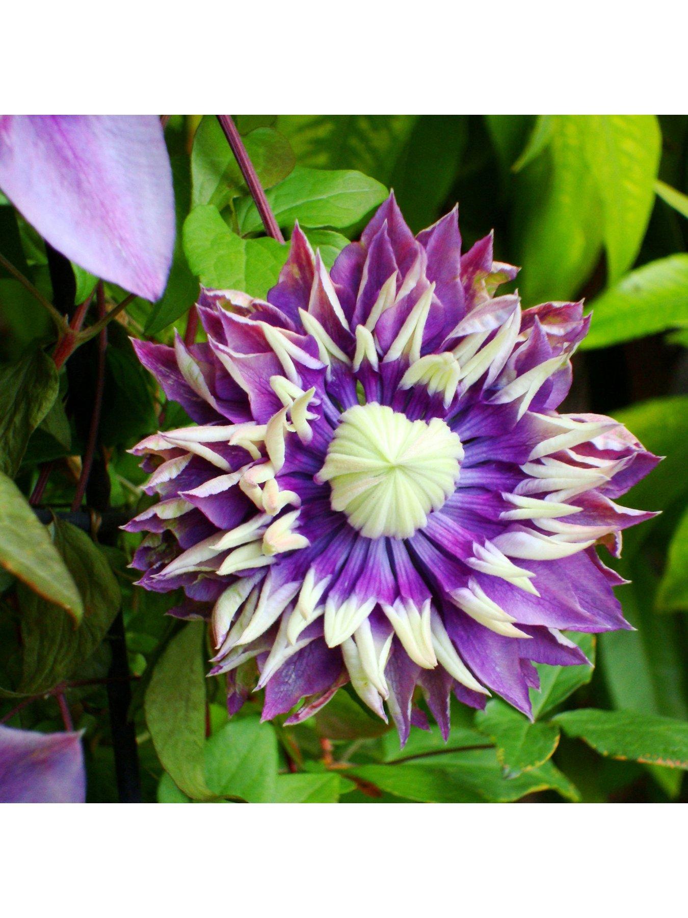 Image 1 of 3 of You Garden Pair Clematis 'Taiga'