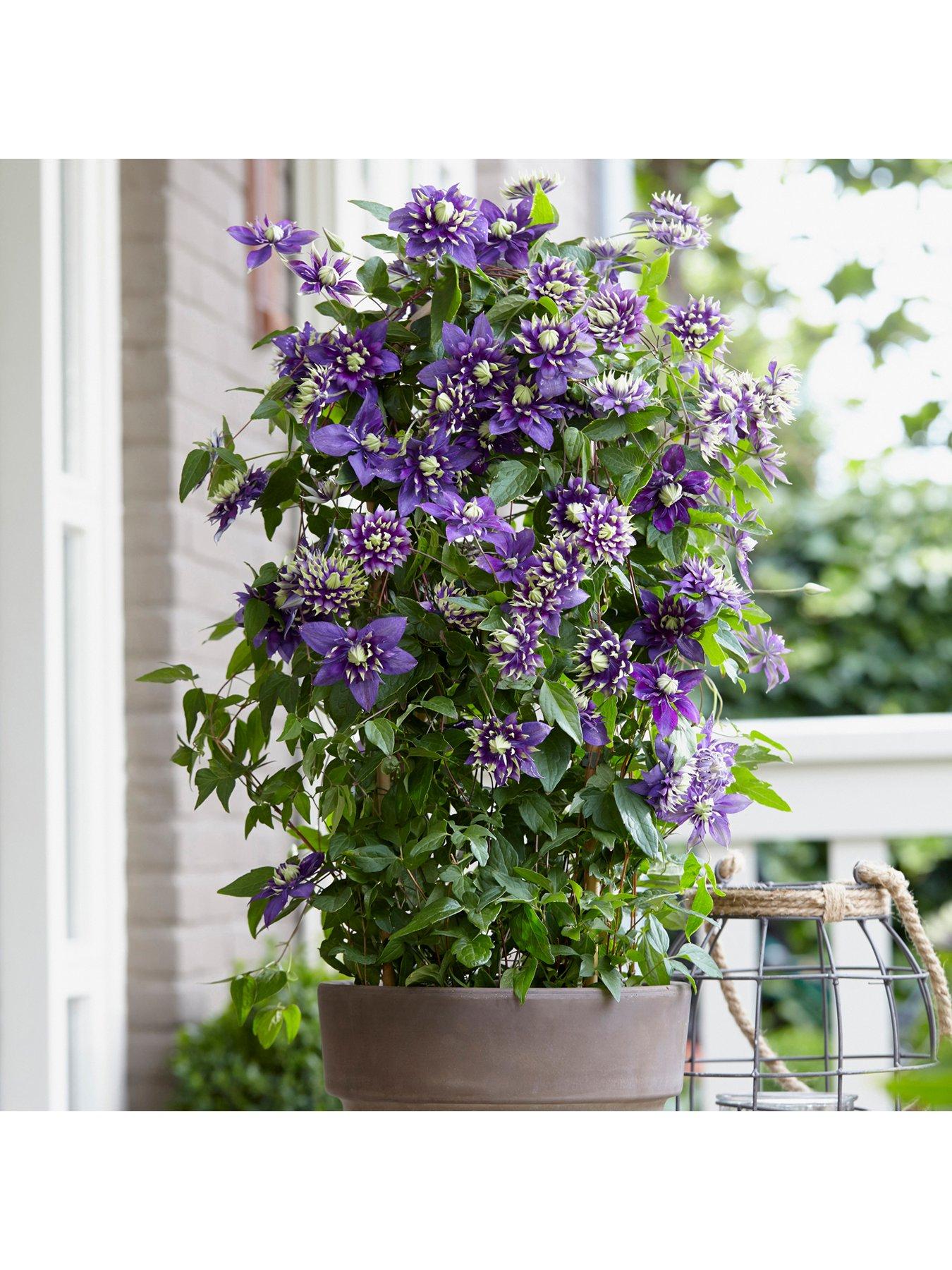 Image 2 of 3 of You Garden Pair Clematis 'Taiga'