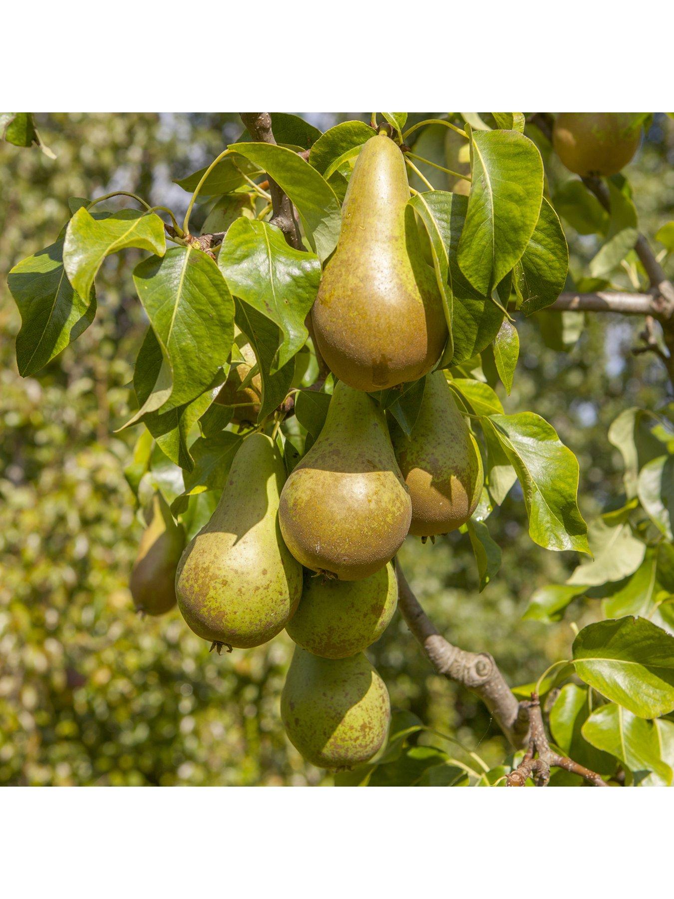 You Garden Pear 'Conference' 5L