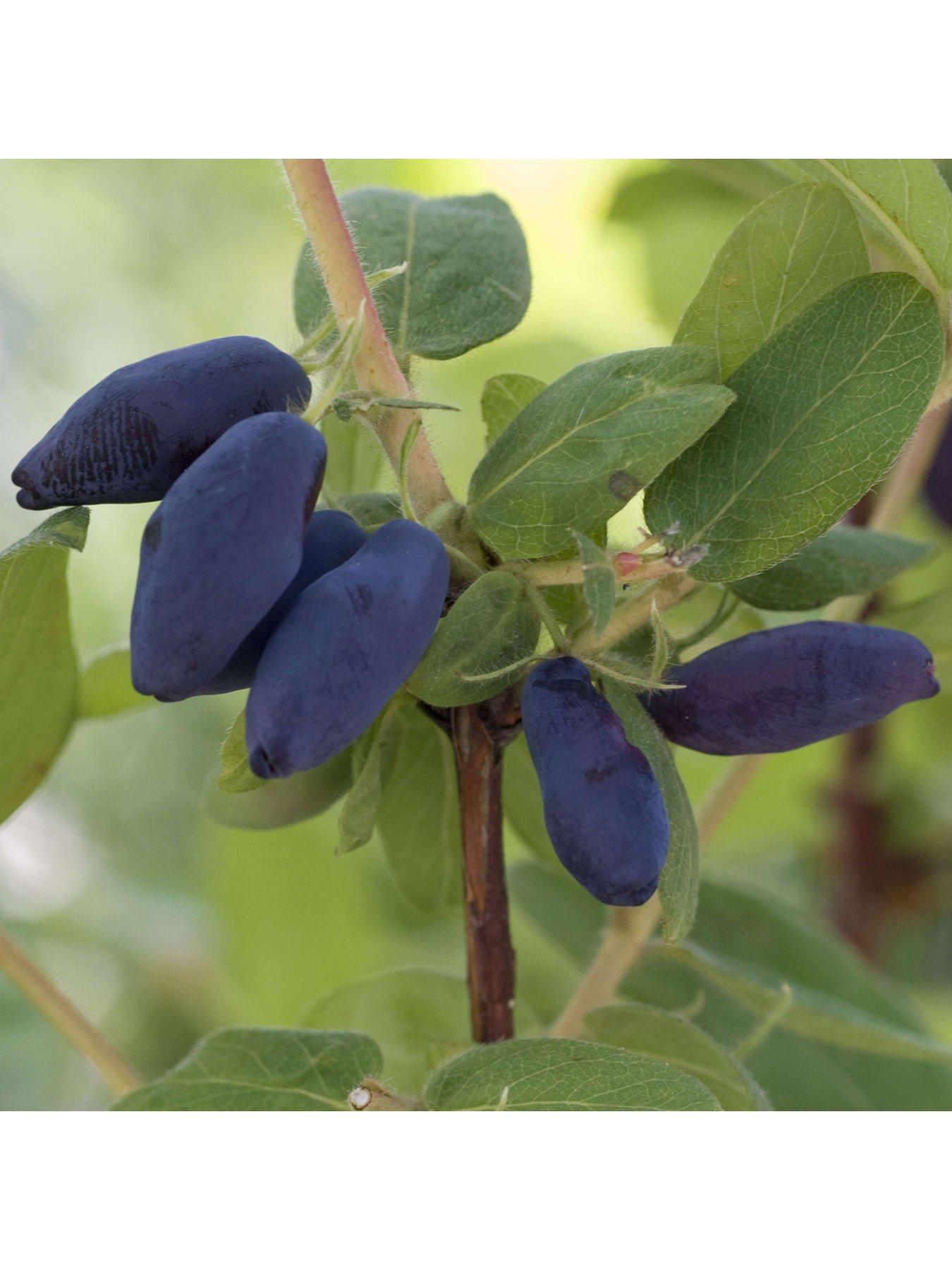 Image 1 of 5 of You Garden Lonicera k. Morena 'Honeyberry' 2L