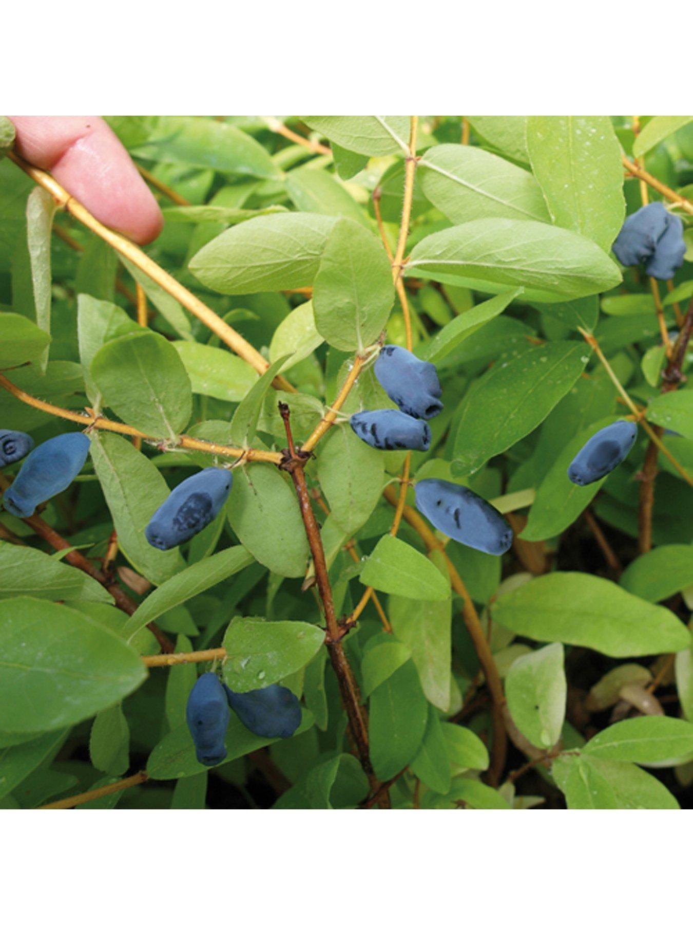Image 4 of 5 of You Garden Lonicera k. Morena 'Honeyberry' 2L