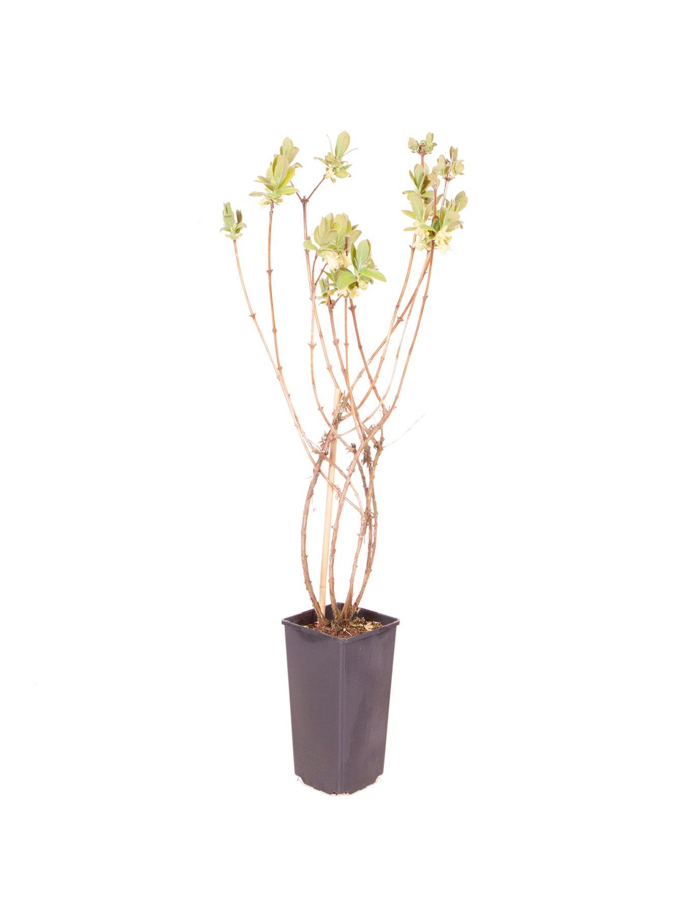 You Garden Lonicera k. Morena 'Honeyberry' 2L | Littlewoods