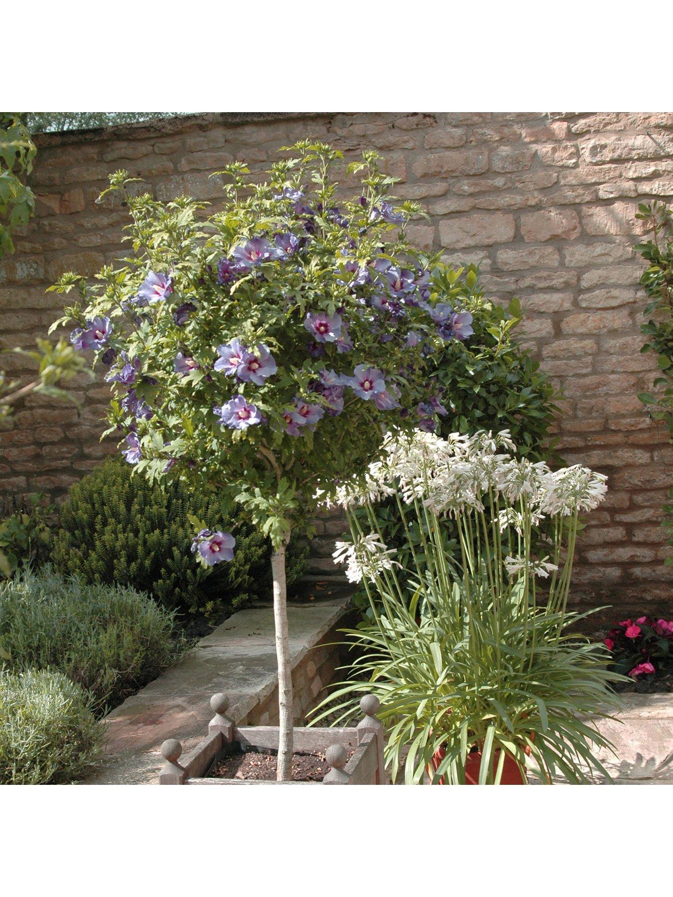 undefined Standard Hibiscus 'Marina Blue' 3L