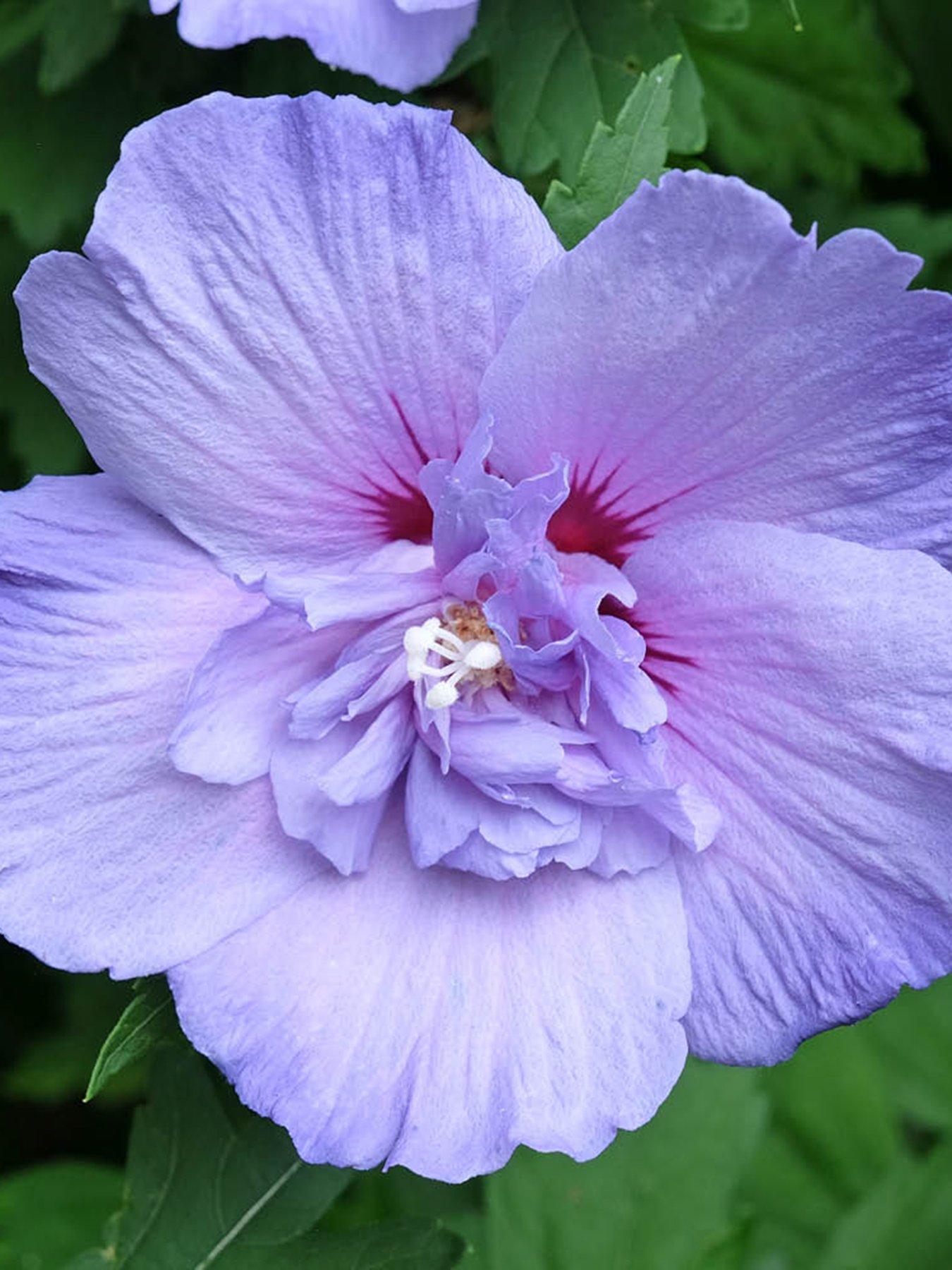 Image 1 of 4 of You Garden Hibiscus Chiffon Blue Standard 3L 90cm