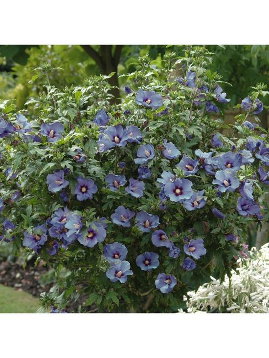stillFront image of standard-hibiscus-marina-blue-3l