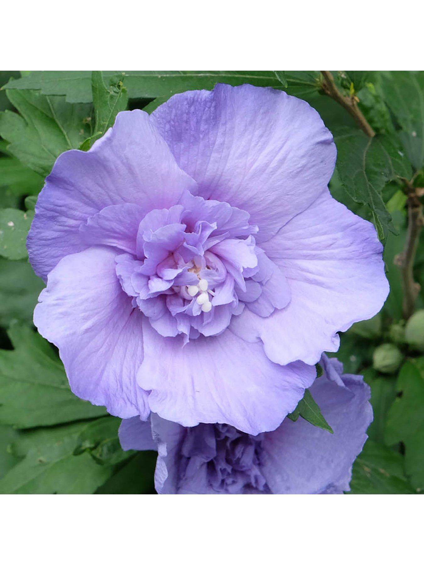 Image 2 of 4 of You Garden Hibiscus Chiffon Blue Standard 3L 90cm