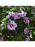  image of standard-hibiscus-marina-blue-3l