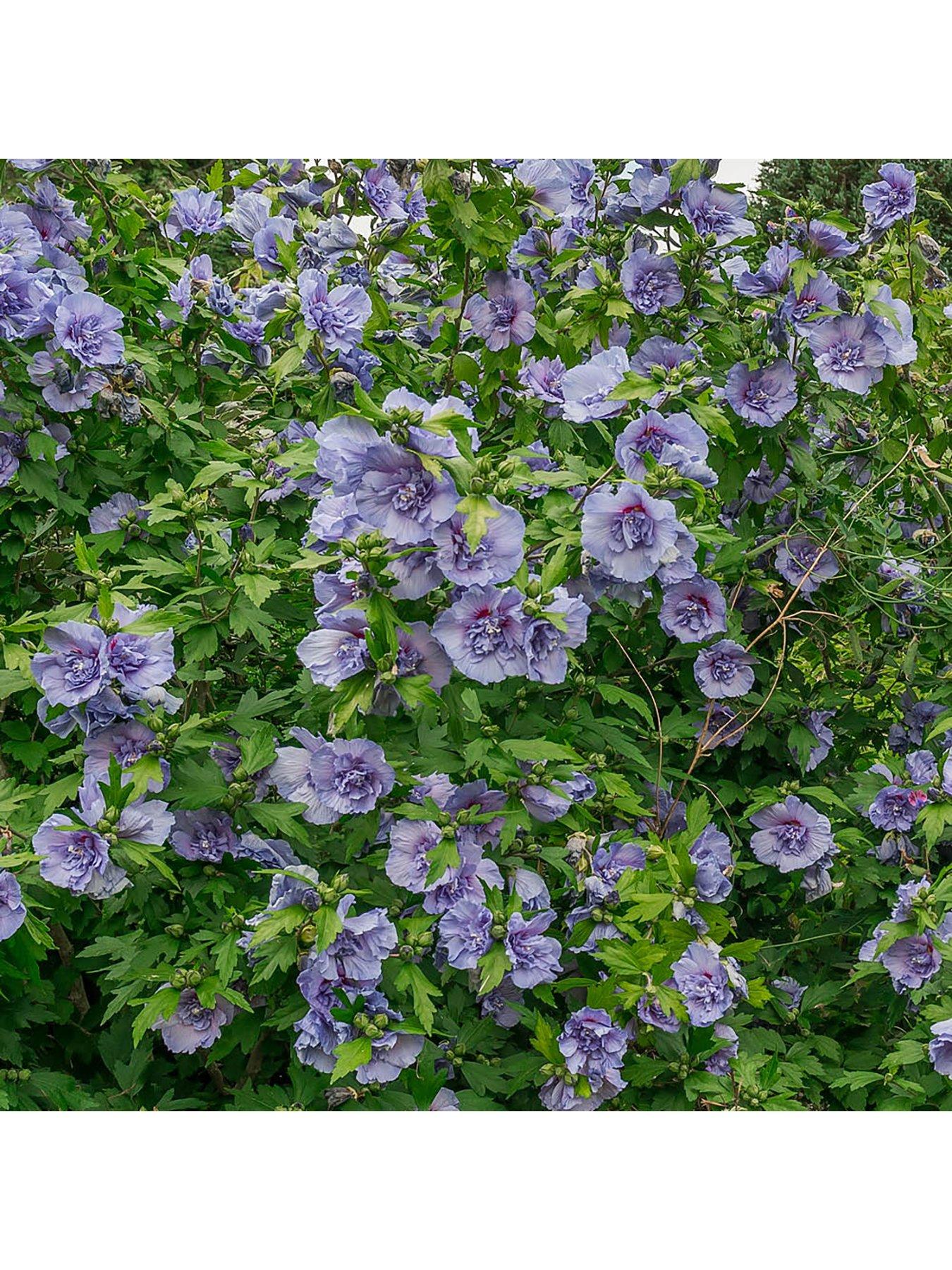 Image 3 of 4 of You Garden Hibiscus Chiffon Blue Standard 3L 90cm
