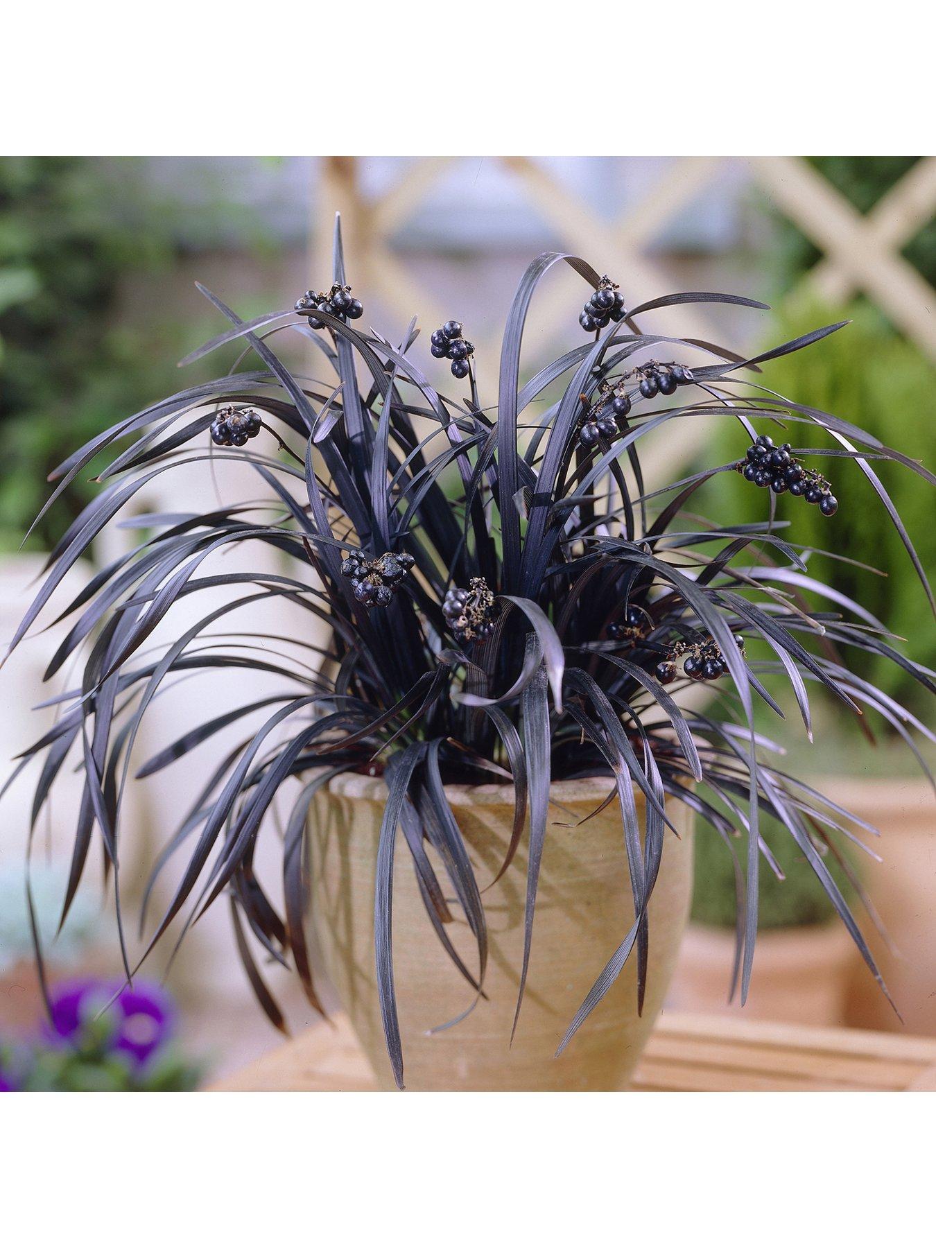 undefined Ophiopogon Black Dragon Grass