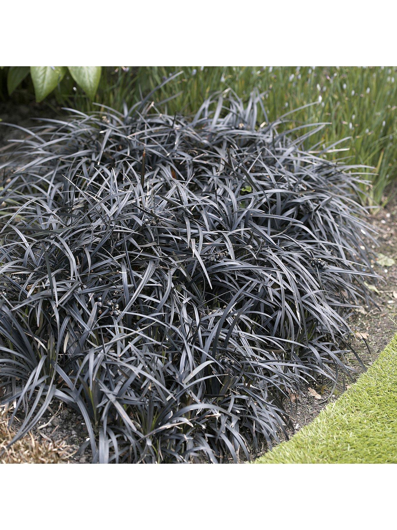 Ophiopogon Black Dragon Grass | littlewoods.com