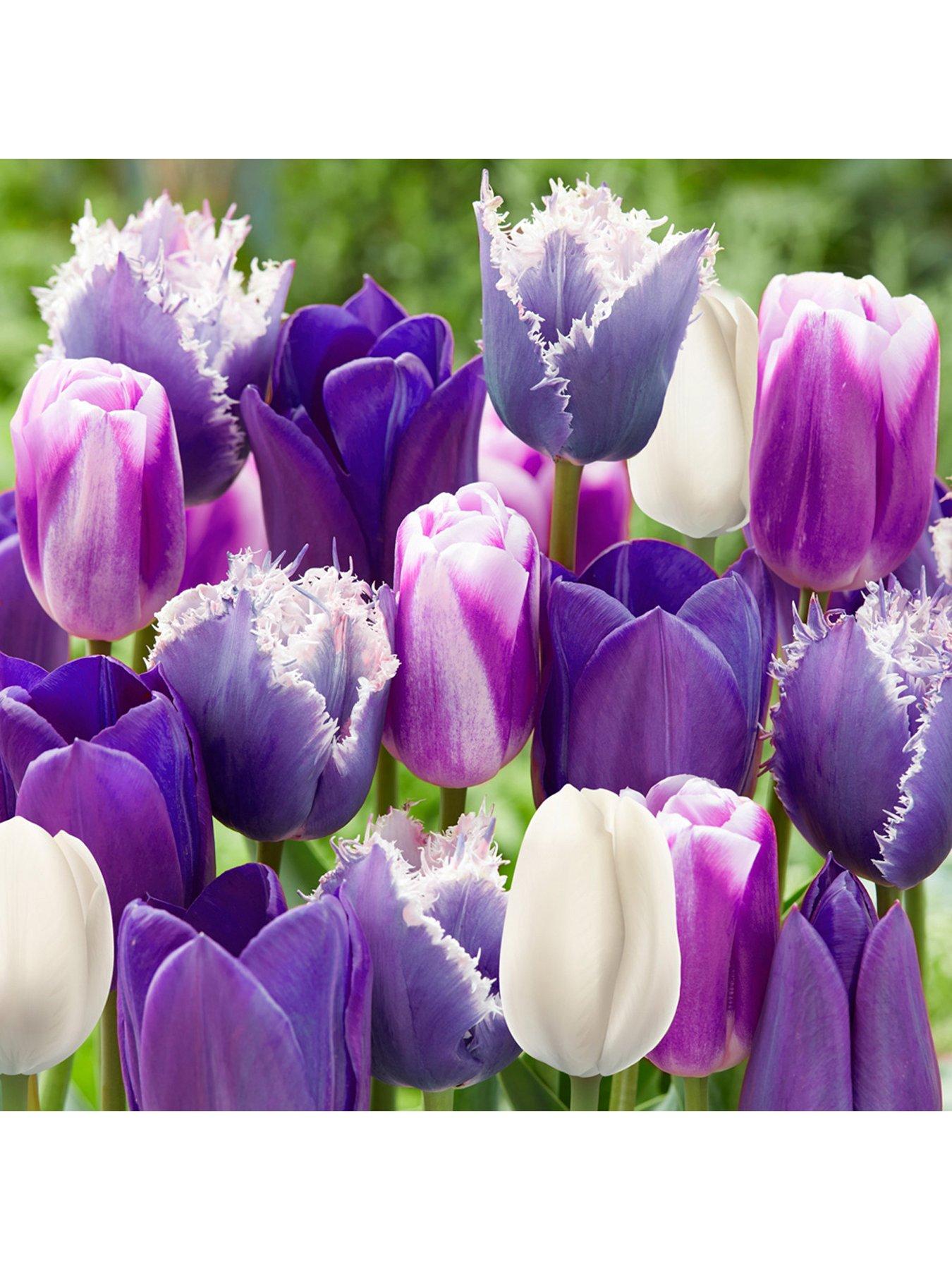  image of you-garden-paradise-purple-tulip-mix-20-bulbs