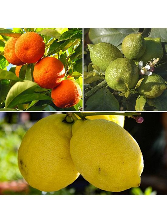 front image of citrus-grove-collection-3-x-9cm-plants