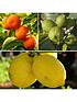  image of citrus-grove-collection-3-x-9cm-plants