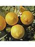  image of citrus-grove-collection-3-x-9cm-plants
