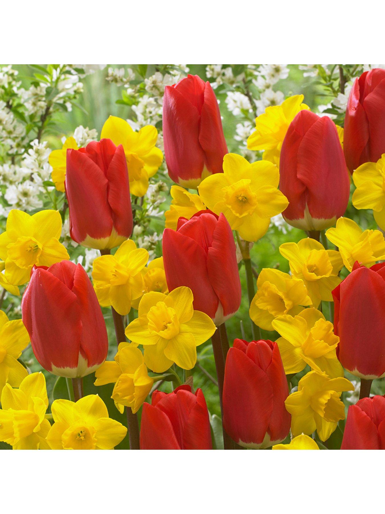 You Garden Early Red Tulip  &  Narcissus Tete a Tete