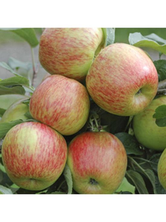 front image of apple-braeburn-5l-potted-tree