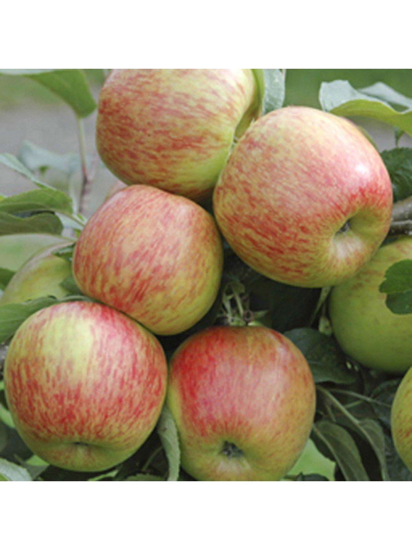 You Garden Apple 'Braeburn' 5L potted tree