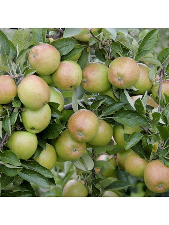 stillFront image of apple-braeburn-5l-potted-tree