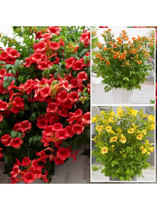 front image of campsis-summer-jazz-collection-3-plants