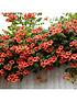  image of campsis-summer-jazz-collection-3-plants