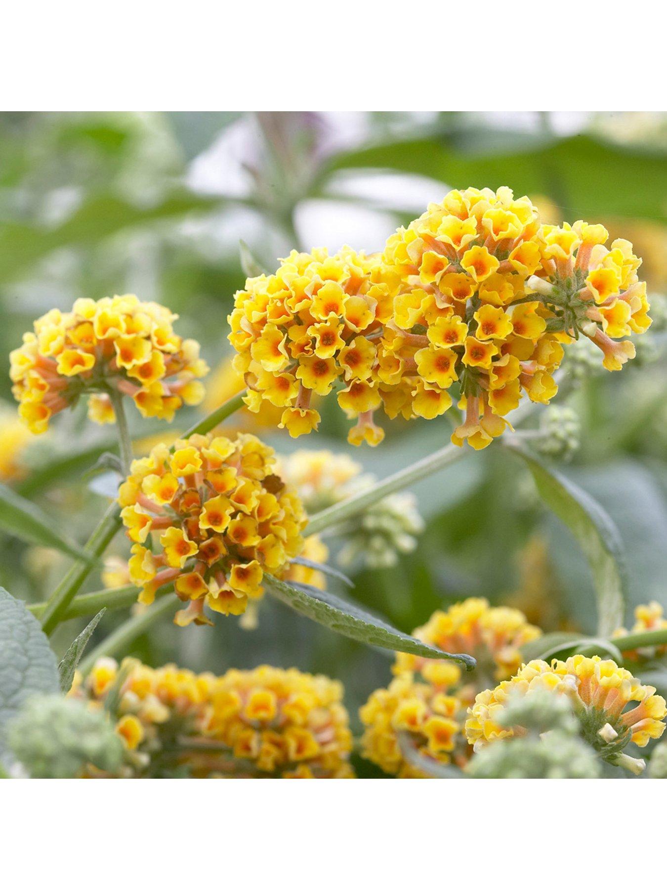 you-garden-buddleia-sungold-2l
