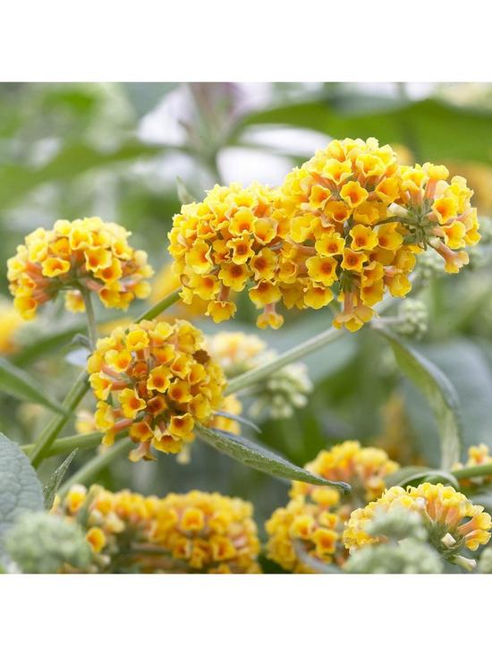 front image of buddleia-sungold-2l