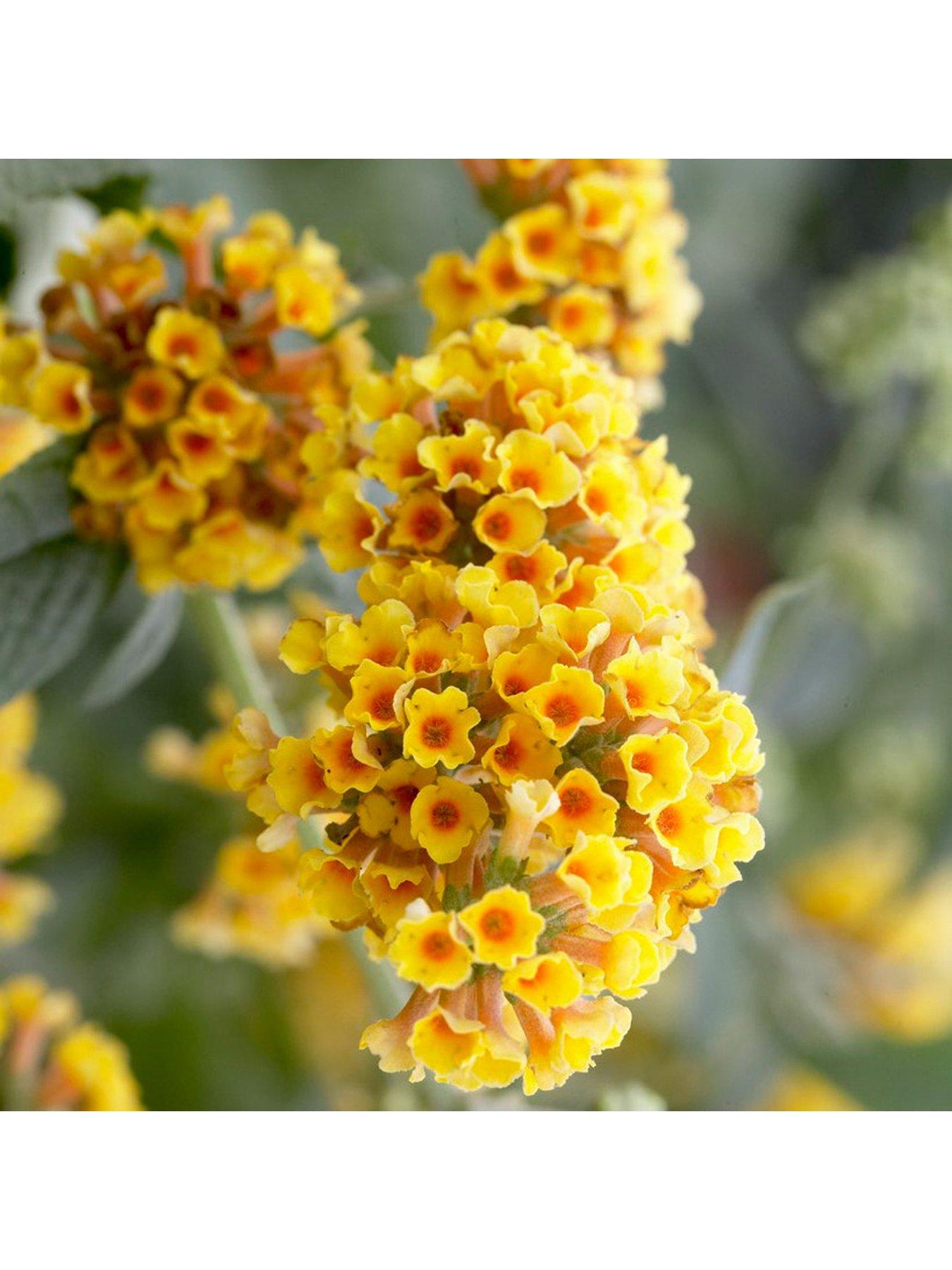  image of you-garden-buddleia-sungold-2l