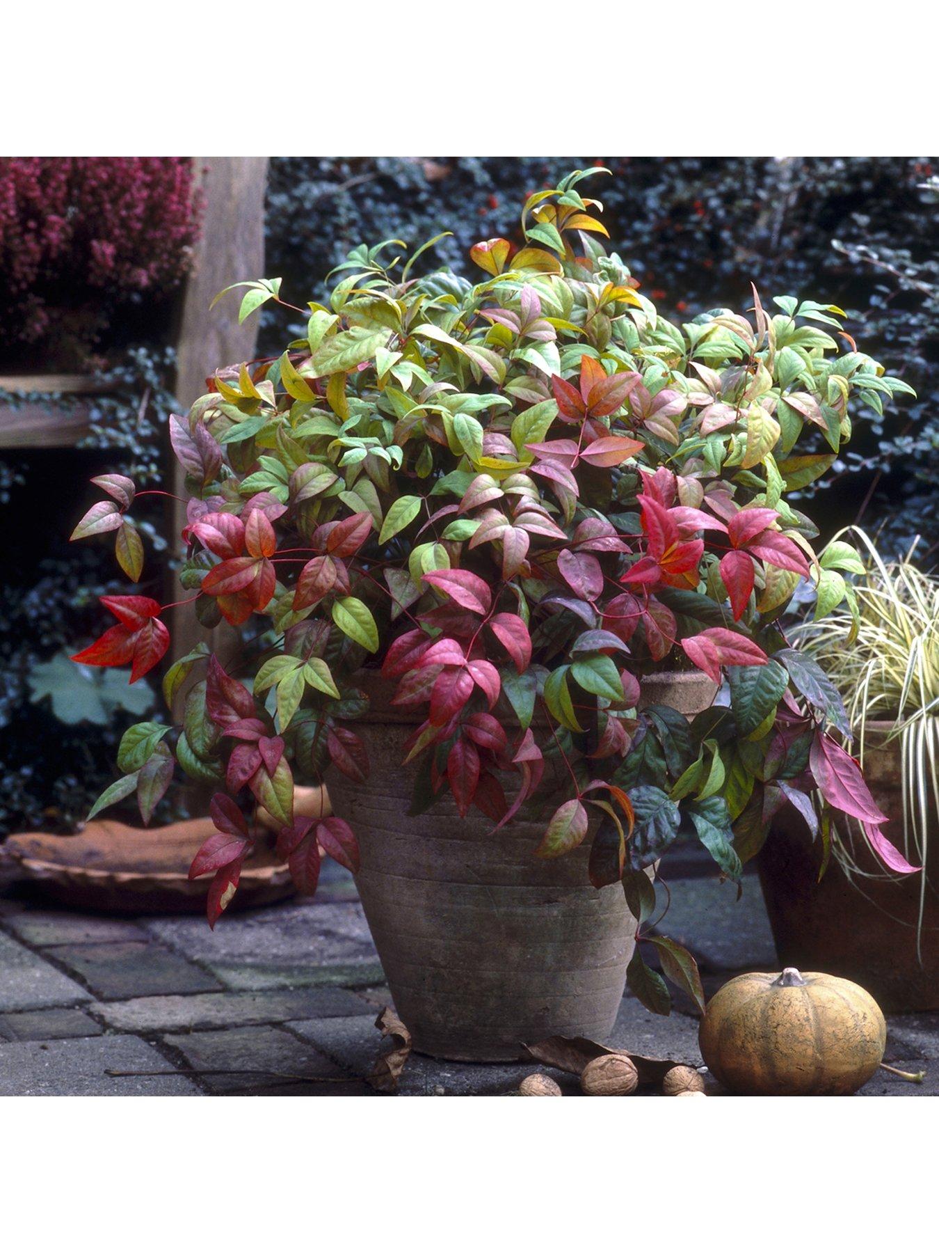 undefined Nandina 'Firepower' 2L