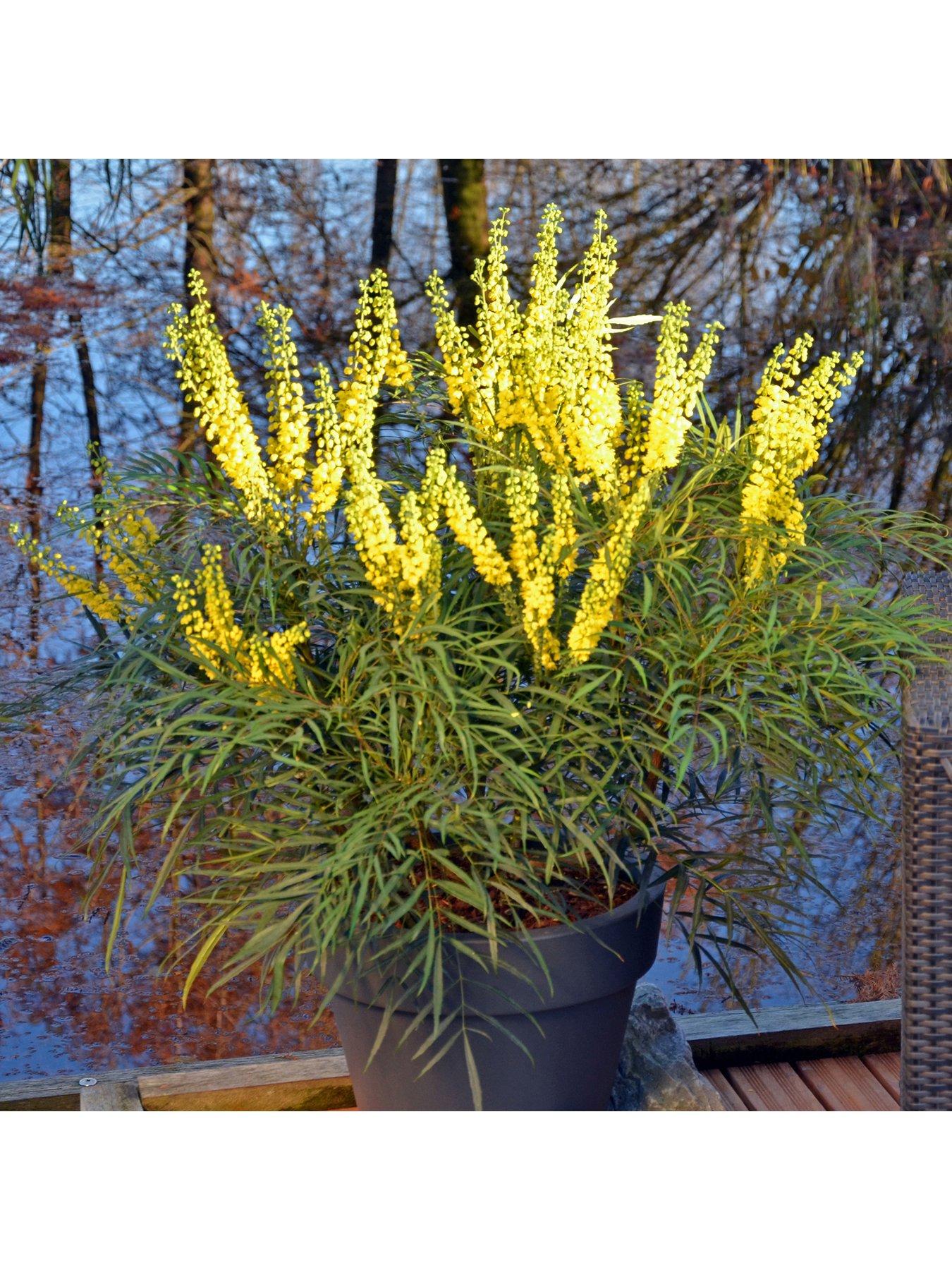 You Garden Mahonia eurybracteata 'Soft Caress' 19cm Pot