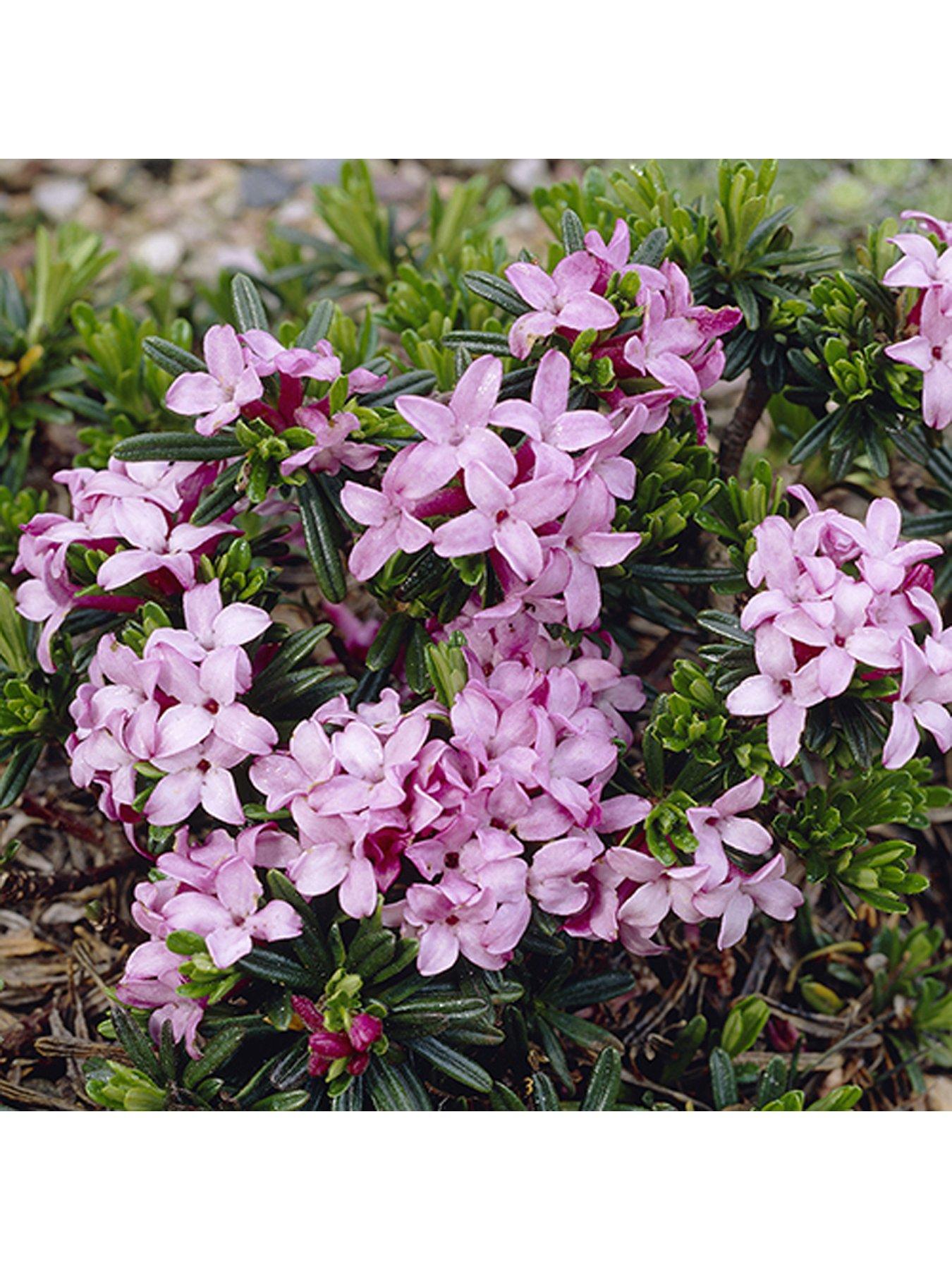  image of you-garden-daphne-pink-fragrance-2l
