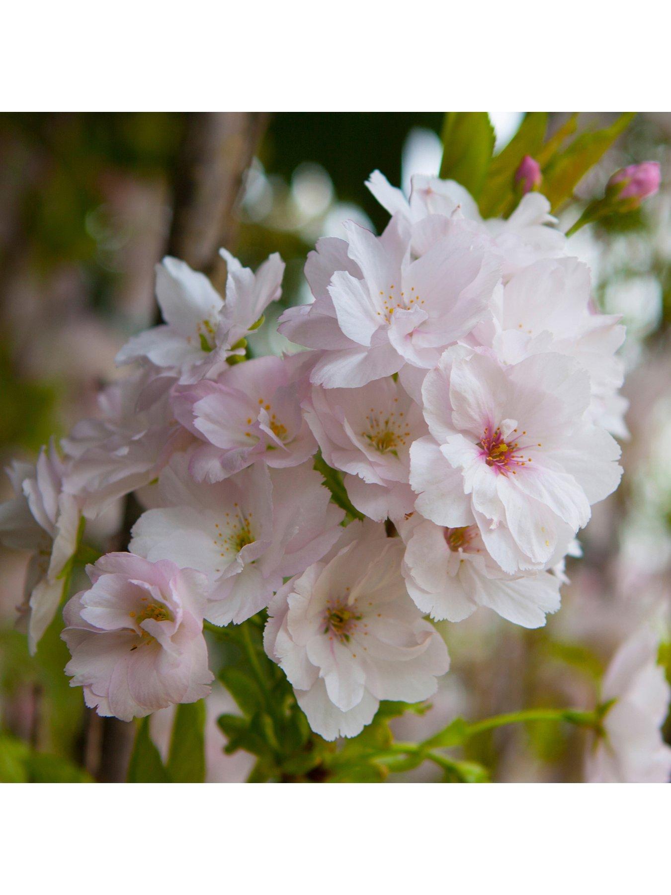 You Garden Flowering Cherry 'Amanogawa' 1-1.2M Tall Bare Root | Littlewoods