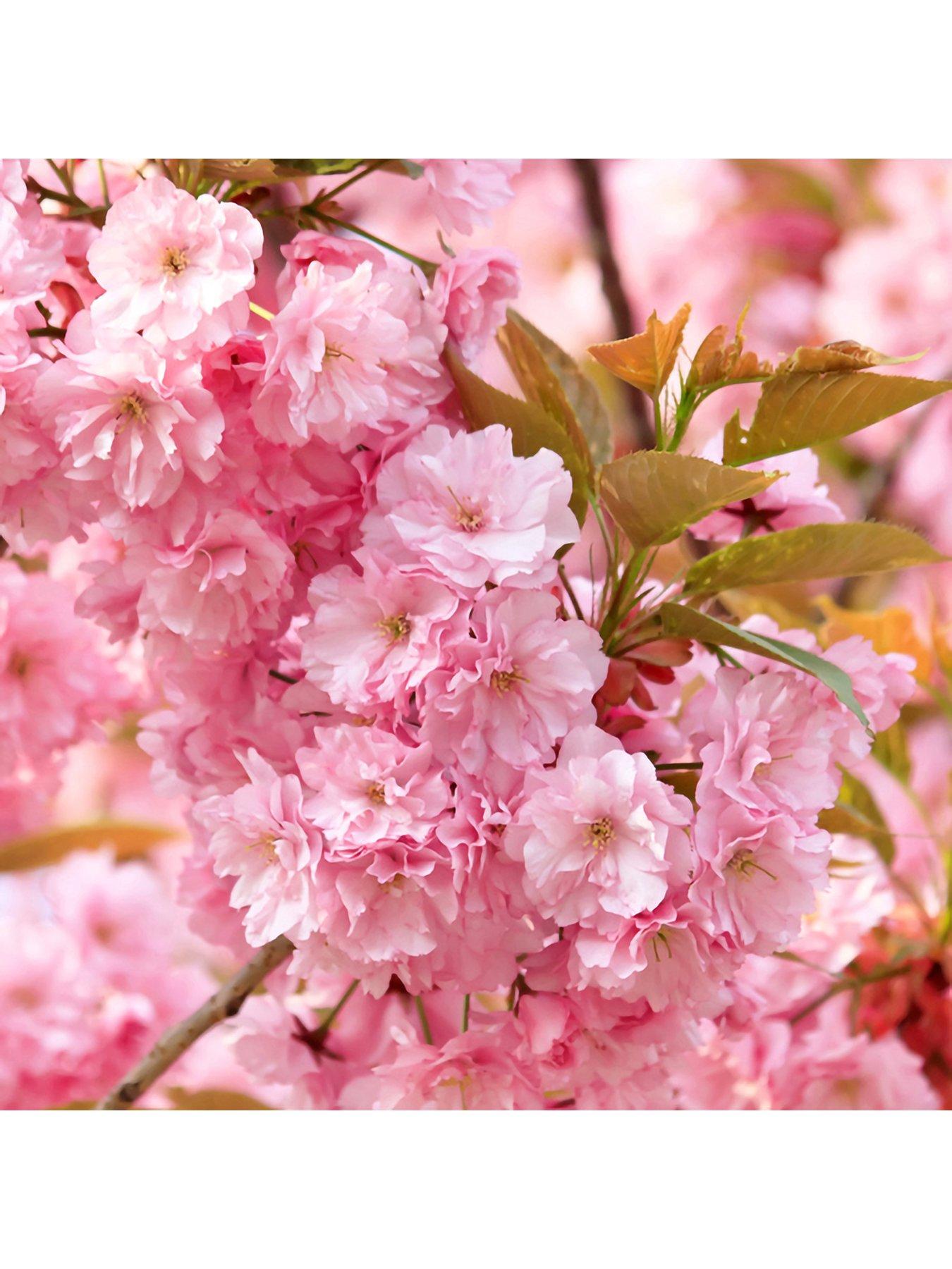 You Garden Flowering Cherry 'Kanzan' Tree (0.85-1.15m tall bare root)