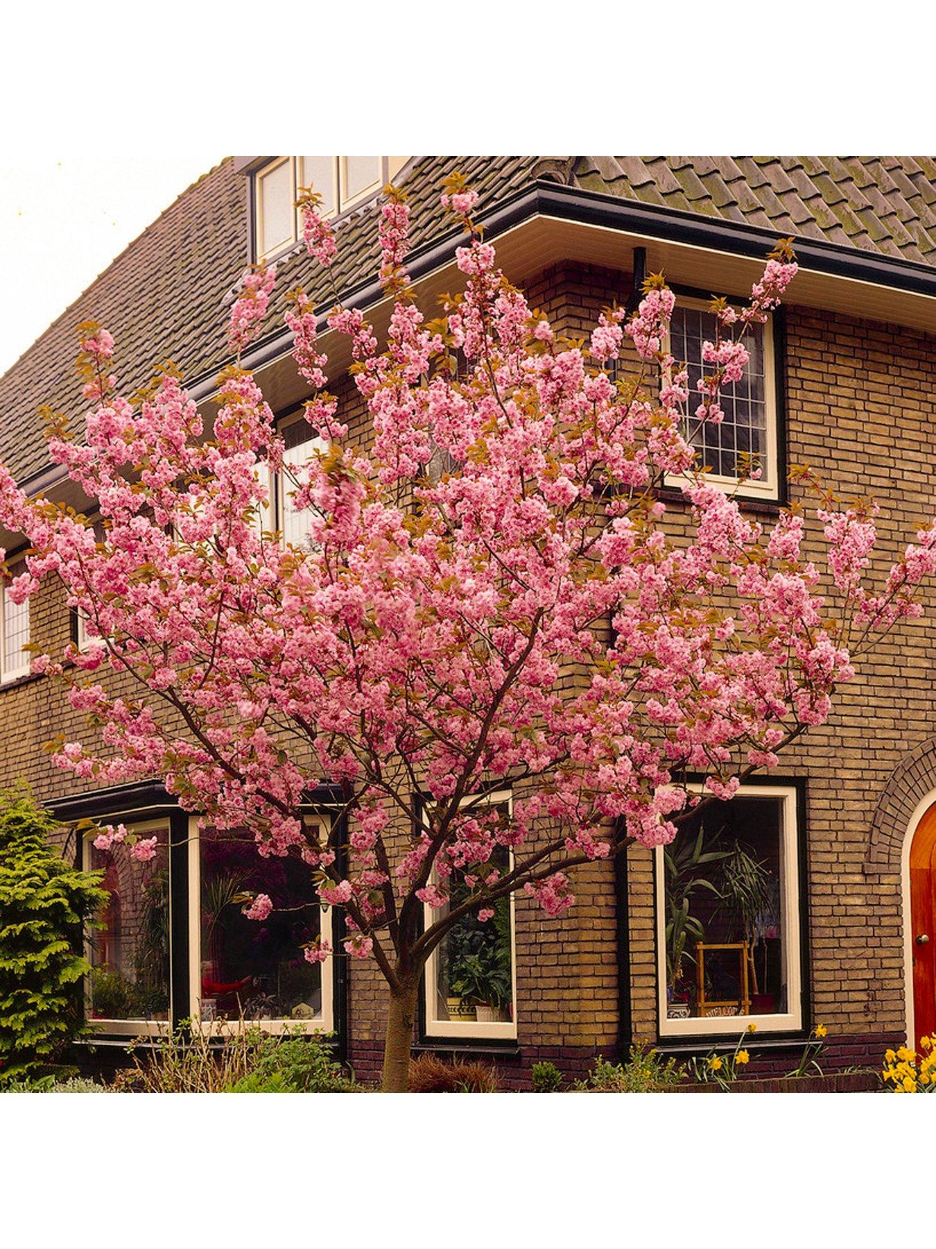 You Garden Flowering Cherry 'Kanzan' Tree (0.85-1.15m tall bare root ...