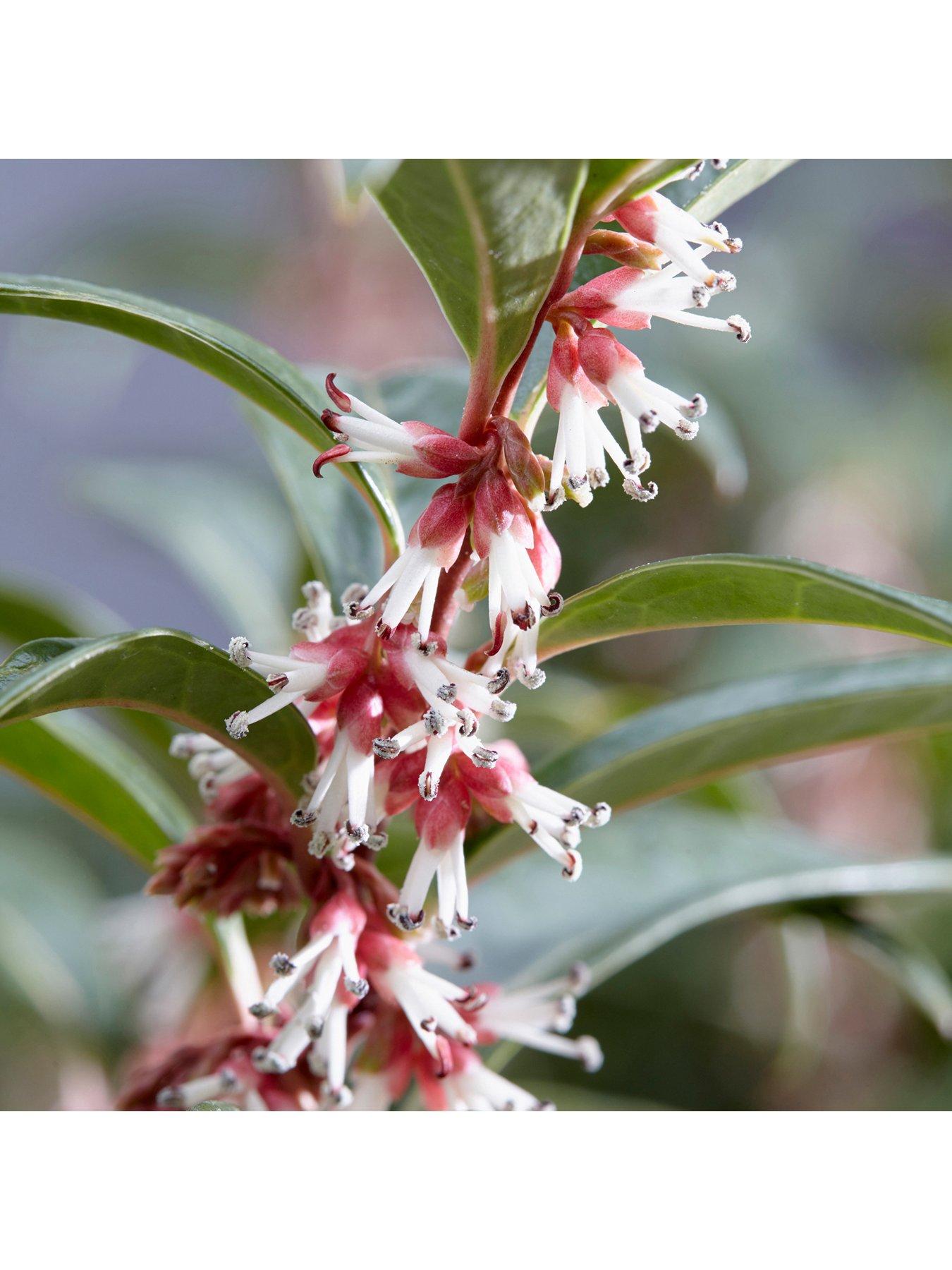 Image 1 of 5 of You Garden Sarcococca Wintergem 4.6L