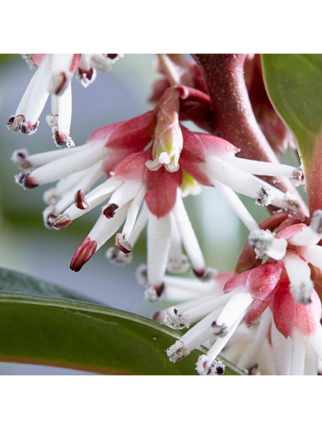 Image 3 of 5 of You Garden Sarcococca Wintergem 4.6L