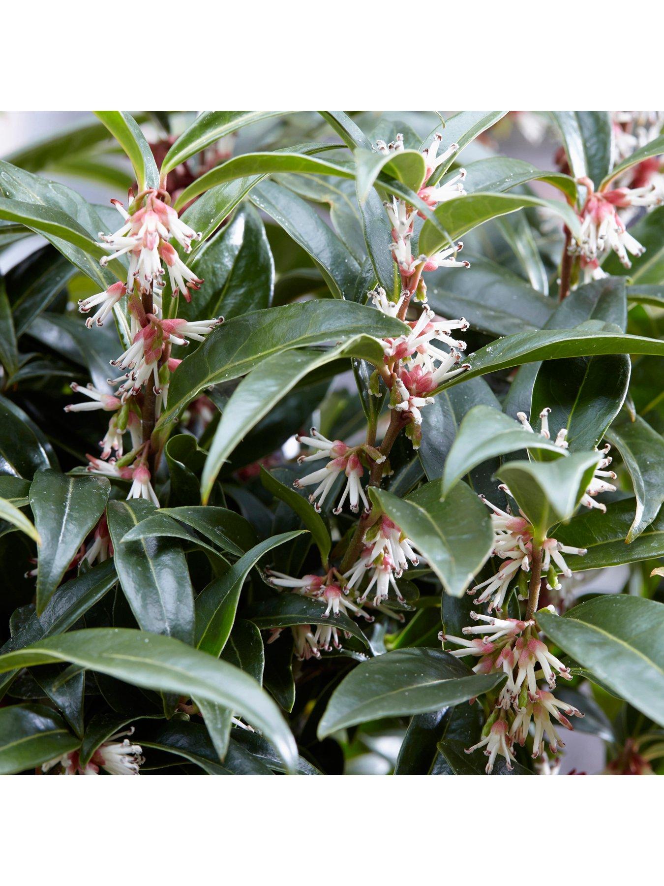 Image 4 of 5 of You Garden Sarcococca Wintergem 4.6L