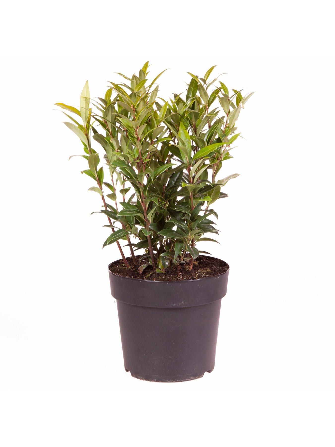 Image 5 of 5 of You Garden Sarcococca Wintergem 4.6L