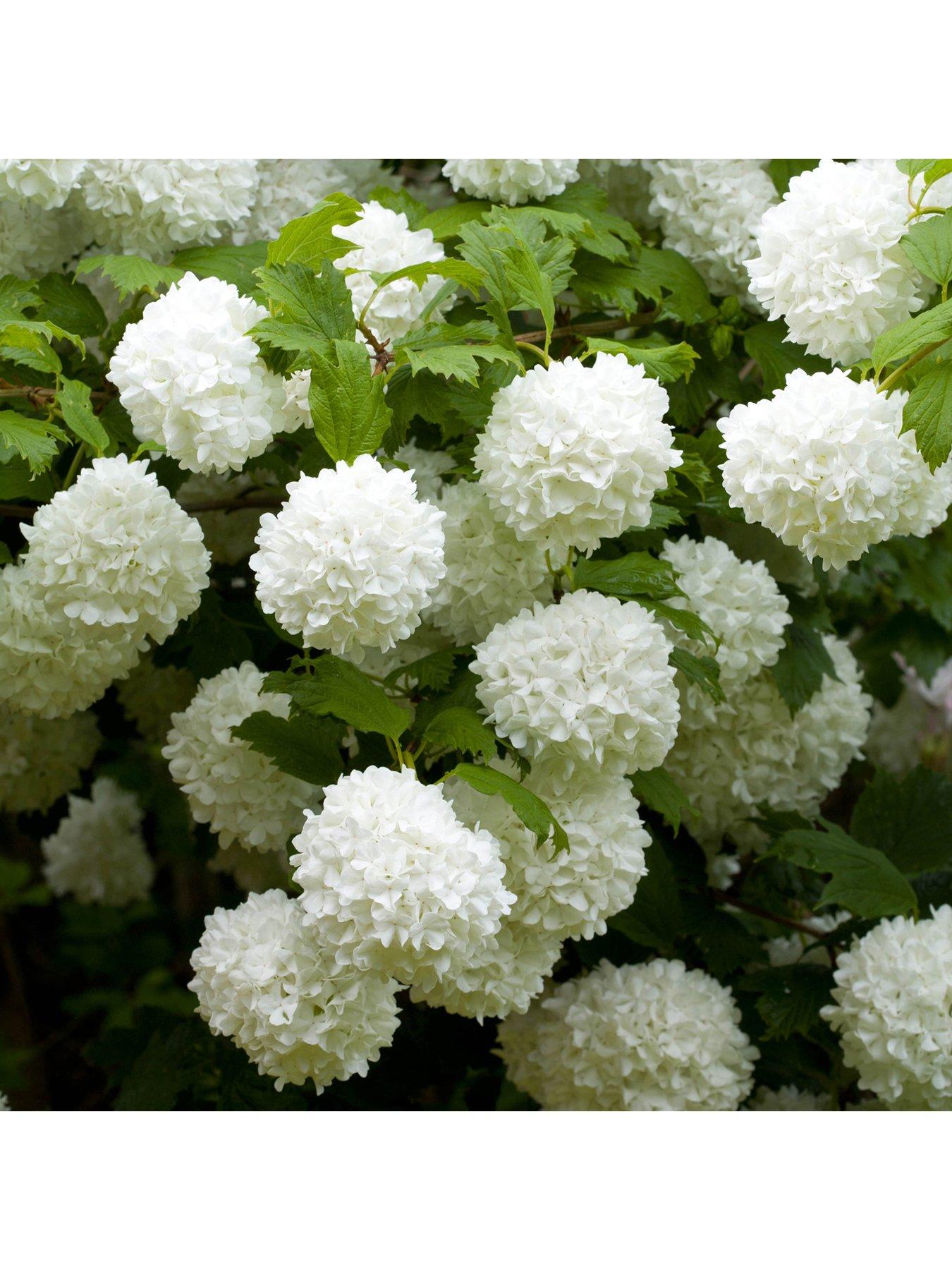 Image 1 of 3 of You Garden Viburnum Opulus 'Roseum' 3L