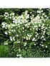  image of you-garden-viburnum-opulus-roseum-3l