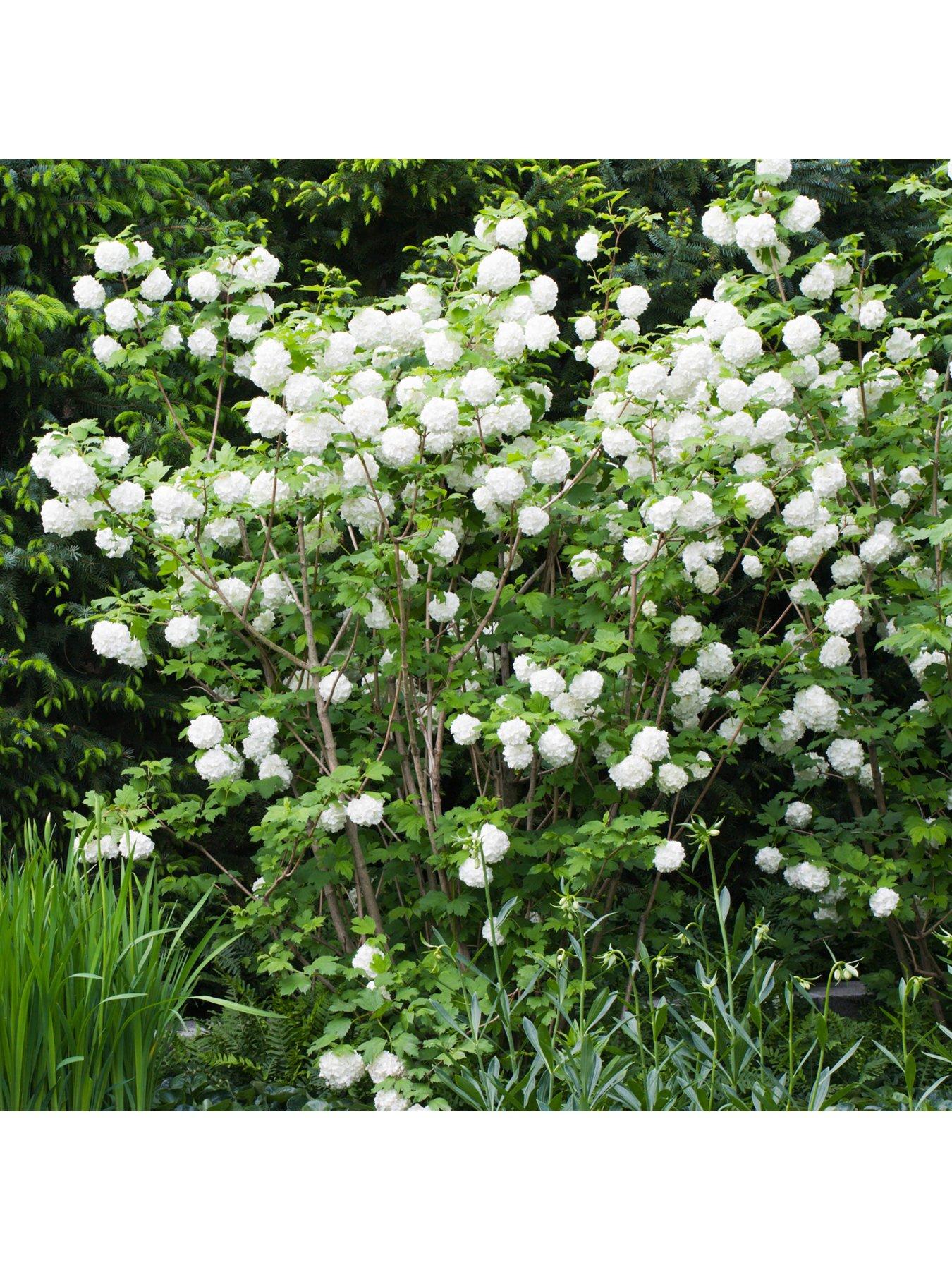 Image 2 of 3 of You Garden Viburnum Opulus 'Roseum' 3L