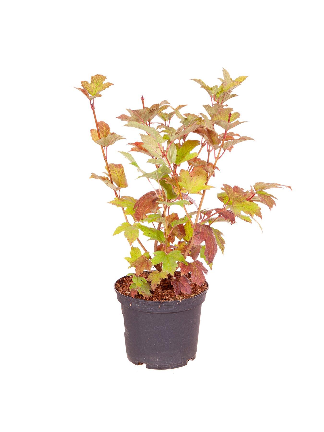  image of you-garden-viburnum-opulus-roseum-3l