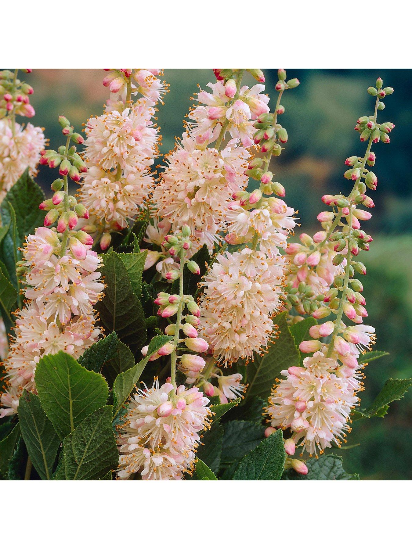 undefined Clethra alnifolia 'Pink Spire' 3L