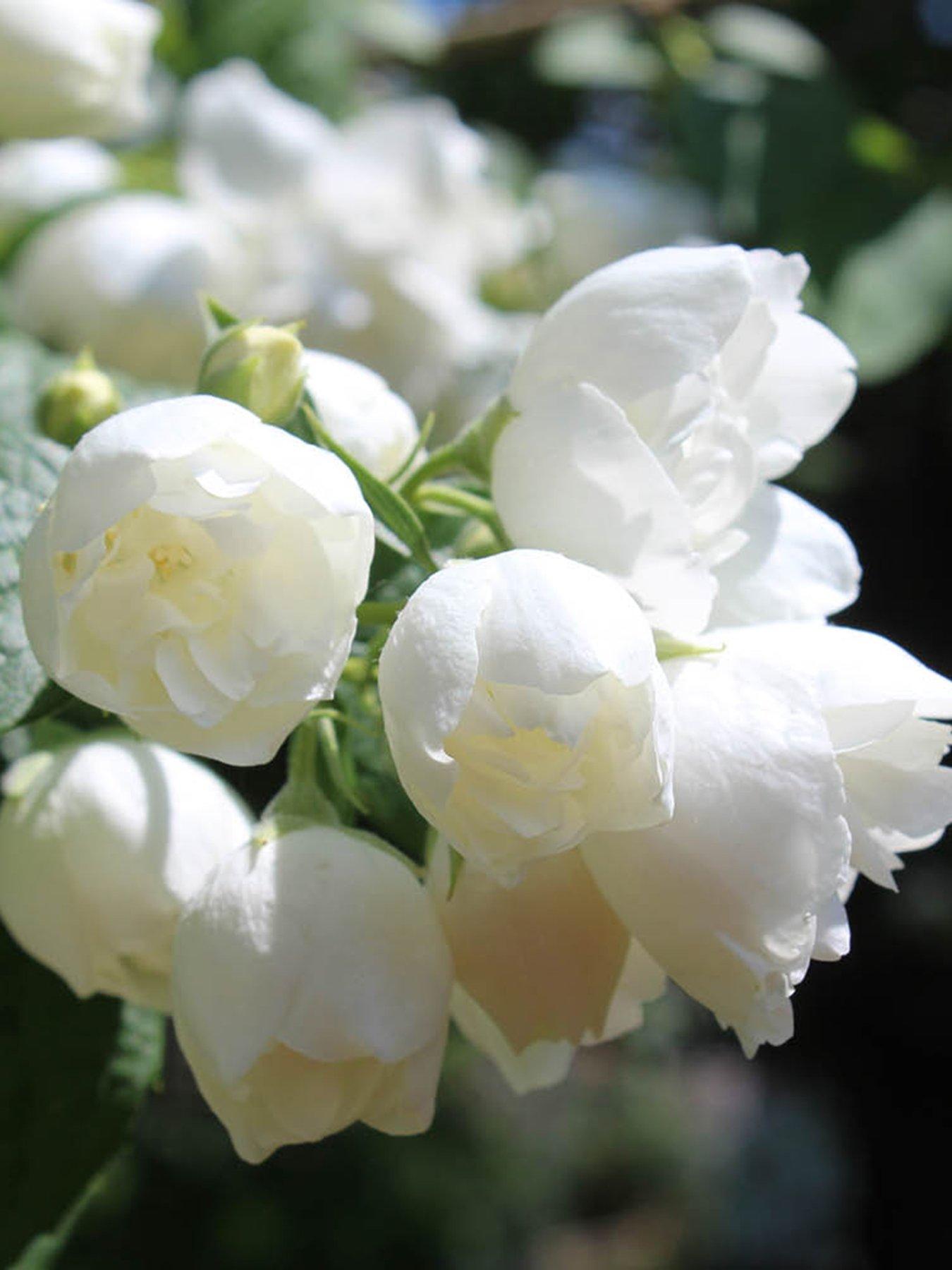 undefined Philadelphus 'Virginal' 3L pot