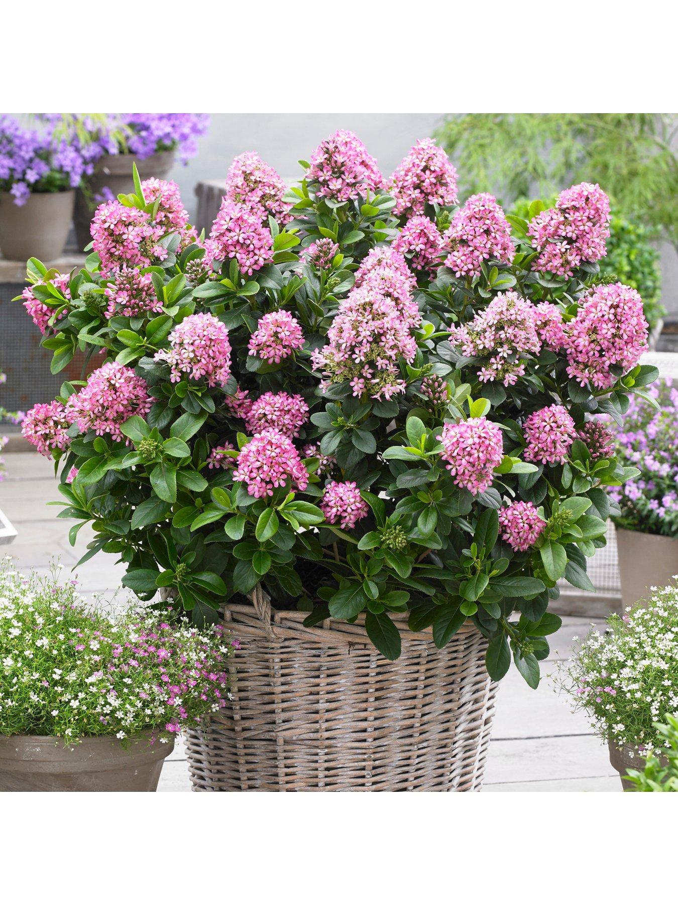 undefined Escallonia laevis 'Pink Elle' 2L