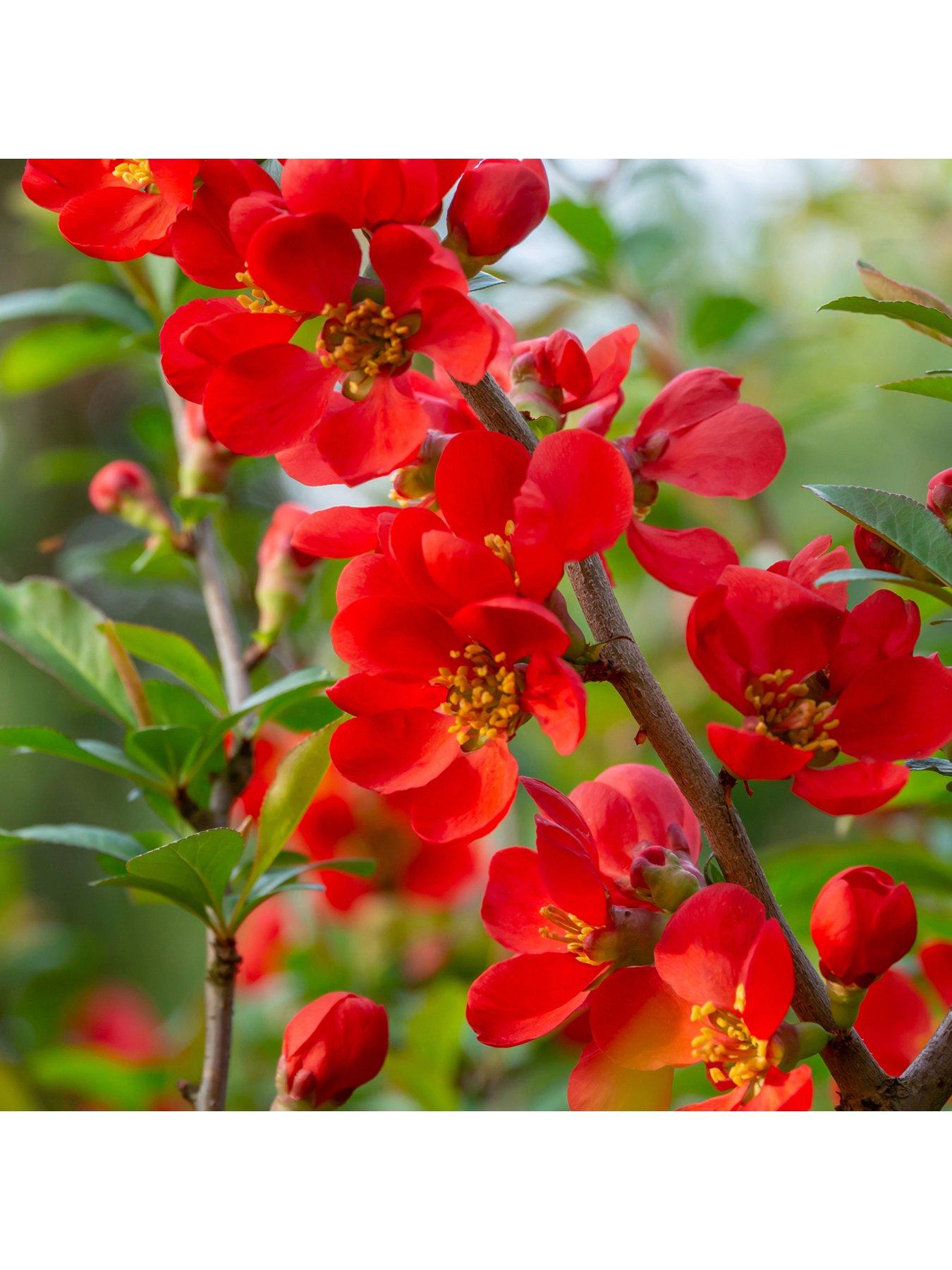 undefined Chaenomeles sup. 'Orange Trail' 2L