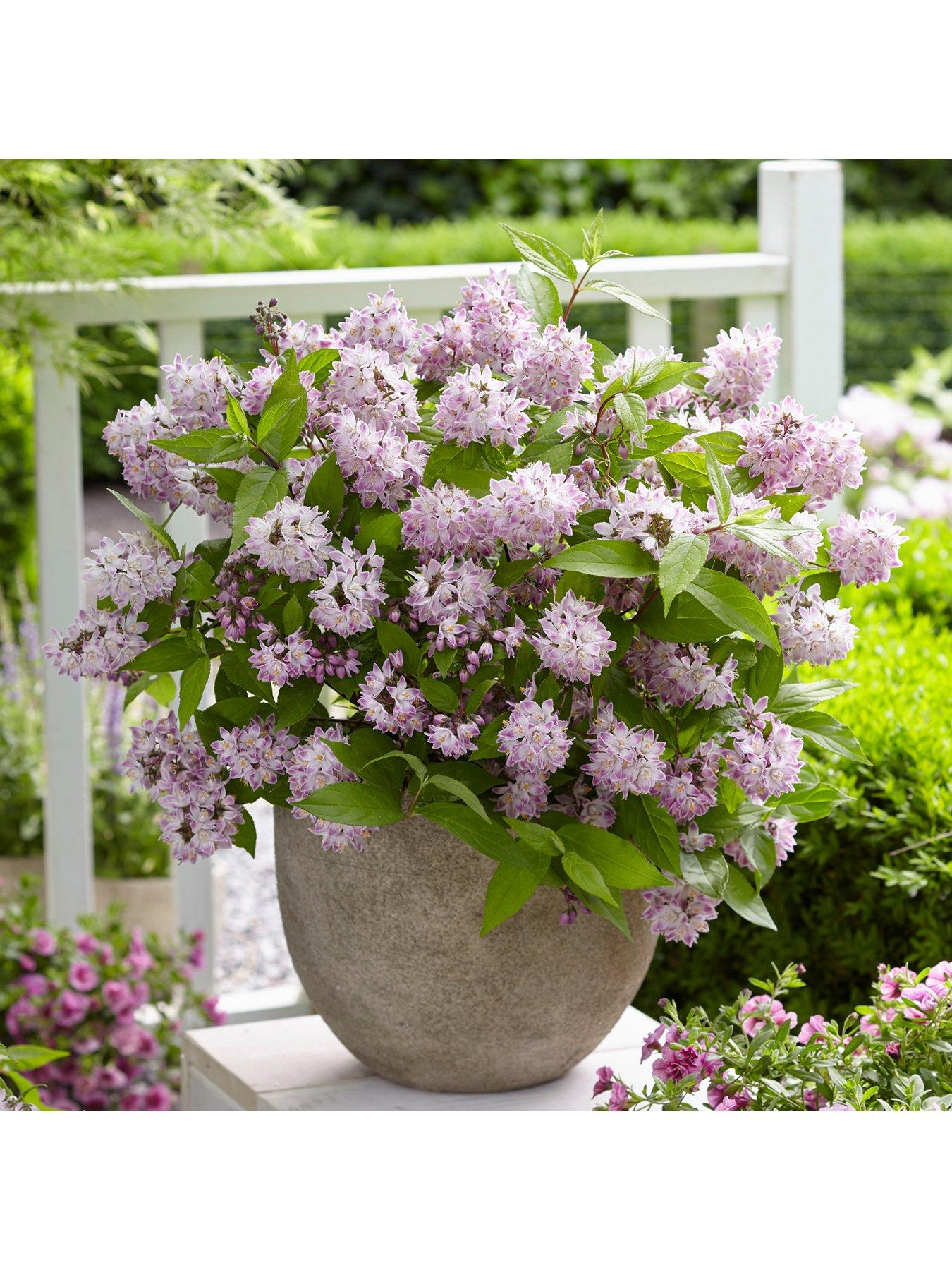 You Garden Deutzia hybrida 'Rasberry Sundae' 3L