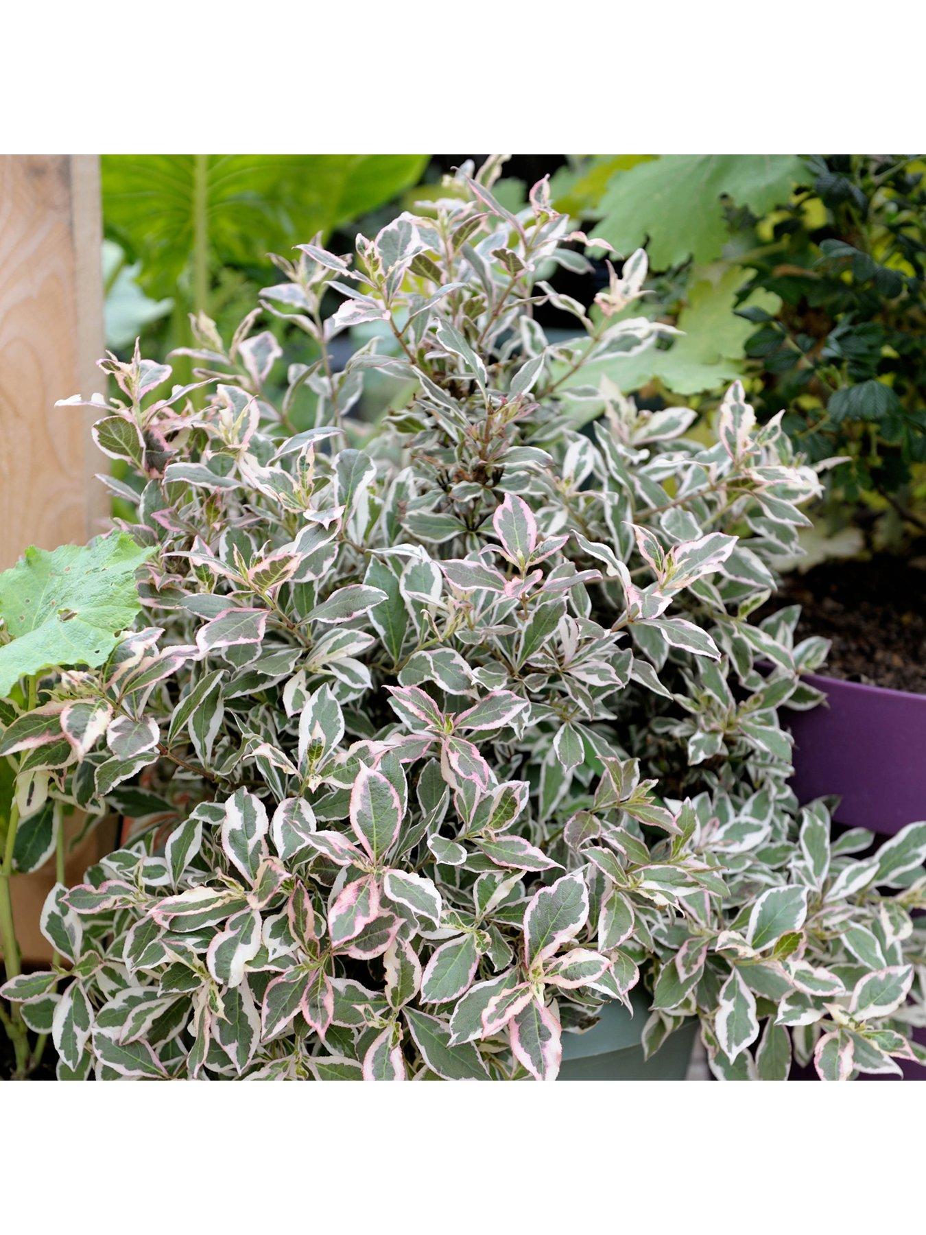 You Garden Weigela florida 'Monet' 3L