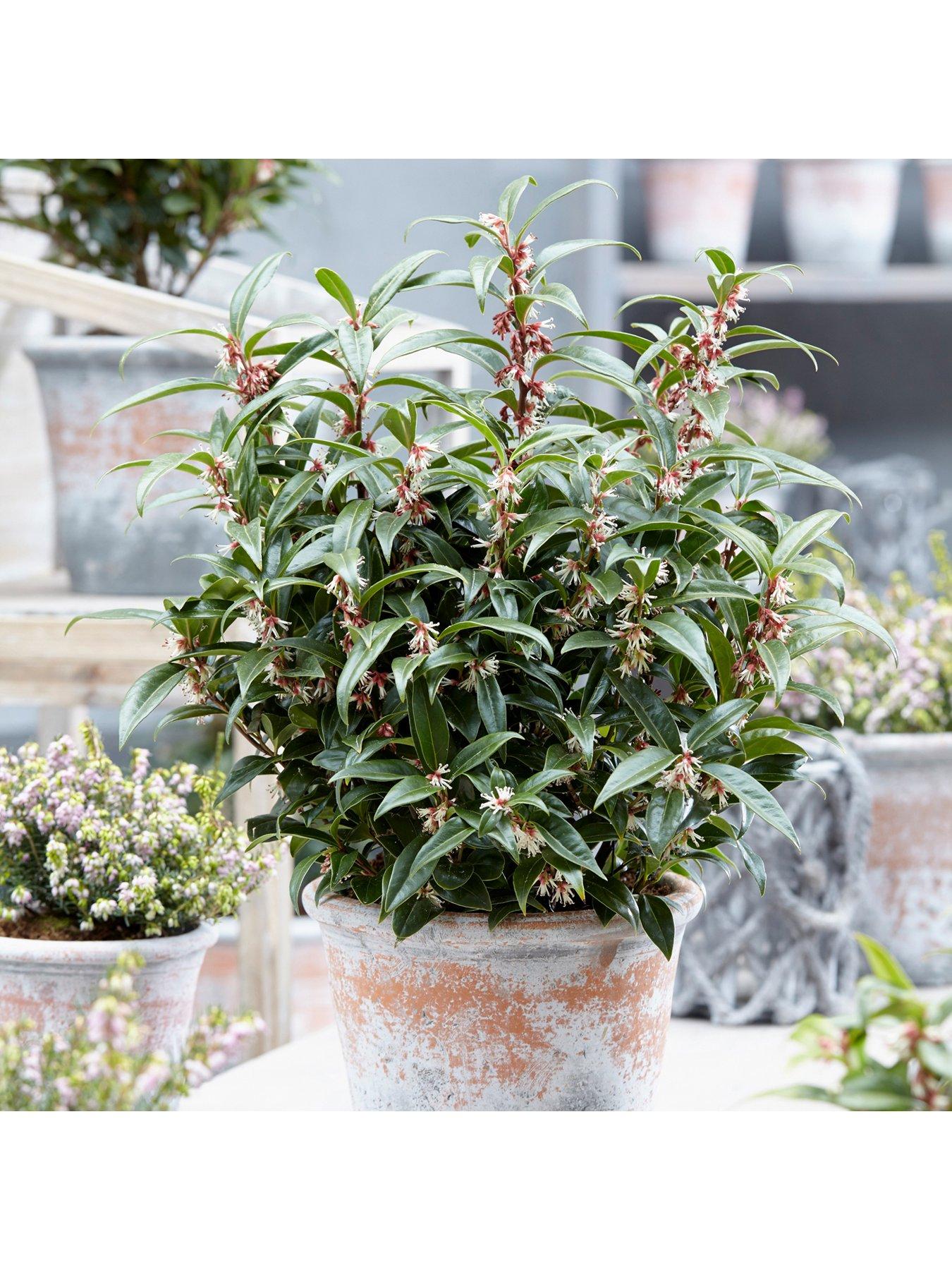You Garden Sarcococca Hookeriana Winter Gem (15cm Pot)